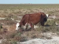 பசு, Latvian Blue cattle — புகைப்படம் 4