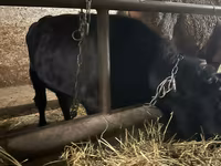 Bulle, Aberdeen-Angus — Foto 1