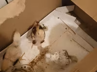 Chickens — عکس 2