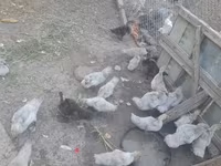Ducks — ảnh 2