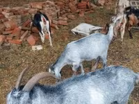 Koza, Nubian Goat — zdjęcie 4