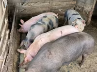 பெண் பன்றி, பன்றிகள் — புகைப்படம் 2