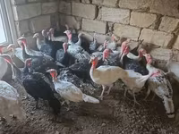 Turkeys — Foto 2