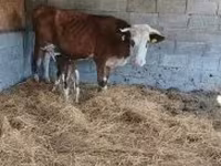 Bou, Simmental cattle — foto 2