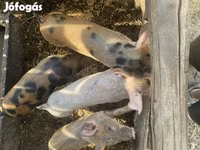 Porci (lot, sex nespecificat), Дюрок — foto 3