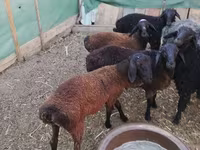 مینڈھا, Arabi sheep — تصویر 5