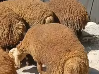 Wad, Sheep — sawirka 3