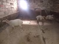میش, گوسفند — عکس 2