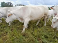Корова, Charolais cattle — фото 7
