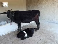Կով, Խոշոր եղջերավոր — լուսանկար 3