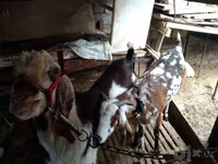 بز ماده, Beetal goats — عکس 6
