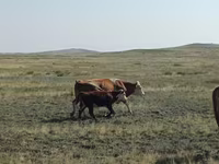 Lembu ternakan (lot, jantina tidak dinyatakan), Simmental cattle — foto 6