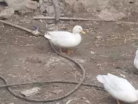 Ducks — 사진 6