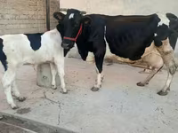 گاو ماده, Russian Black pied cattle — عکس 4