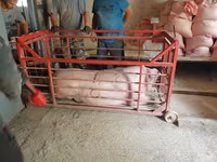 Sow, Pigs — photo 5