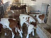 Ng'ombe dume, Simmental cattle — picha 4