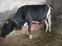 Կով, Russian Black pied cattle — լուսանկար 5