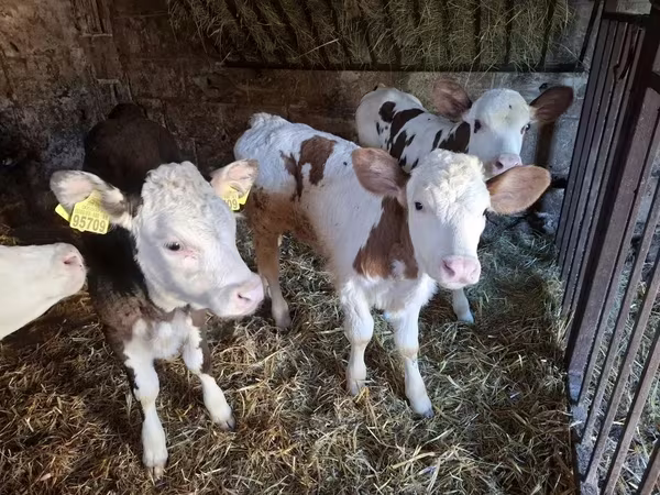 گاو ماده, Simmental cattle