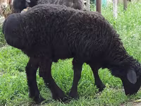 قوچ, Rhon sheep — عکس 2