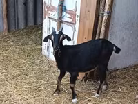 بز نر, Alpine goat — عکس 1