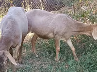 Beran, Hissar sheep — foto 1