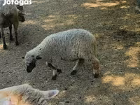 Vædder, Får — foto 1