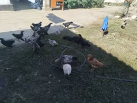 Chickens — foto 1
