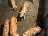 Boar, Pigs — photo 5