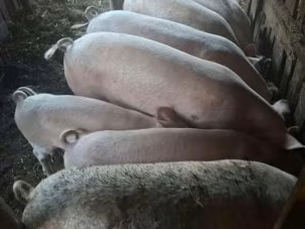 Babi hutan, Pigs