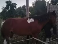 ፈረስ, Horses — ፎቶ 7
