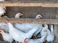 Chickens — 照片 2