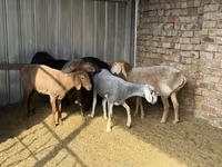 میش, گوسفند — عکس 4