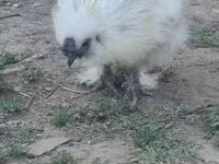 Silkie — foto 4
