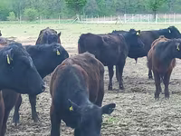 公牛, Aberdeen-Angus — 照片 6
