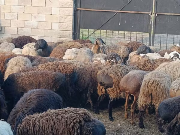 公羊, Kazakh fat-tailed coarsewool sheep