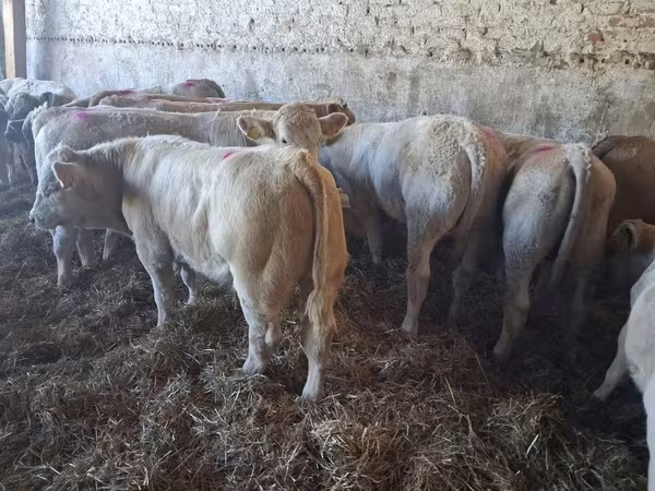 Býk, Charolais cattle