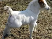 Klisna, Miniature horse — foto 7