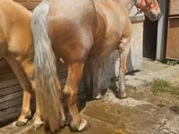 Kuda betina, Horses — foto 4