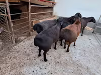 Хуц, Хонь — 4 зураг