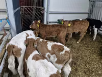 Boğa, Simmental cattle — foto 1