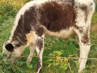 گاو ماده, Russian Black pied cattle — عکس 2