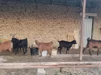 بکری, بکریاں — تصویر 5