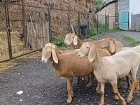 Får, Arashan sheep — foto 5