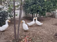 Ducks — عکس 4