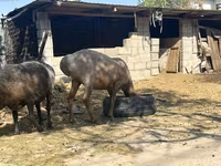 Owca, Arashan sheep — zdjęcie 2