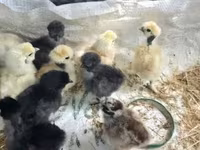 Chickens — ფოტო 5