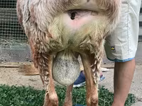 Beran, Arashan sheep — foto 4