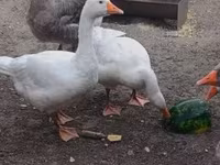 Angsa Denmark Kelabu dan Kelabu Bercorak — foto 3