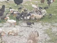 Ducks — fotografija 3