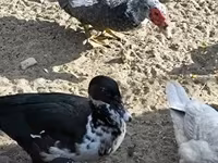Ducks — foto 6